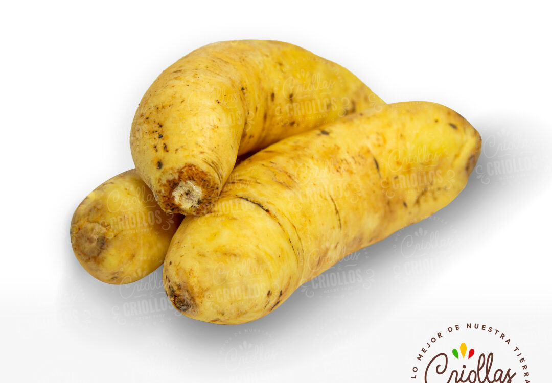 arracacha criollas y criollos 1080x750