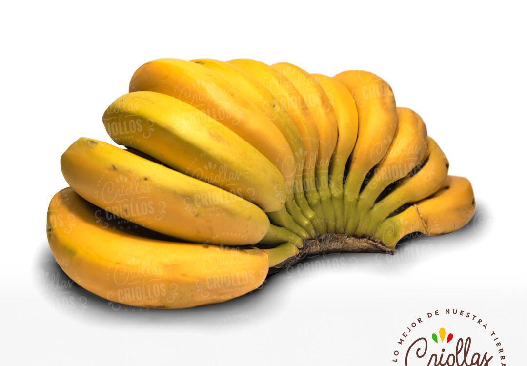 bananos criollas y criollos 1080x750