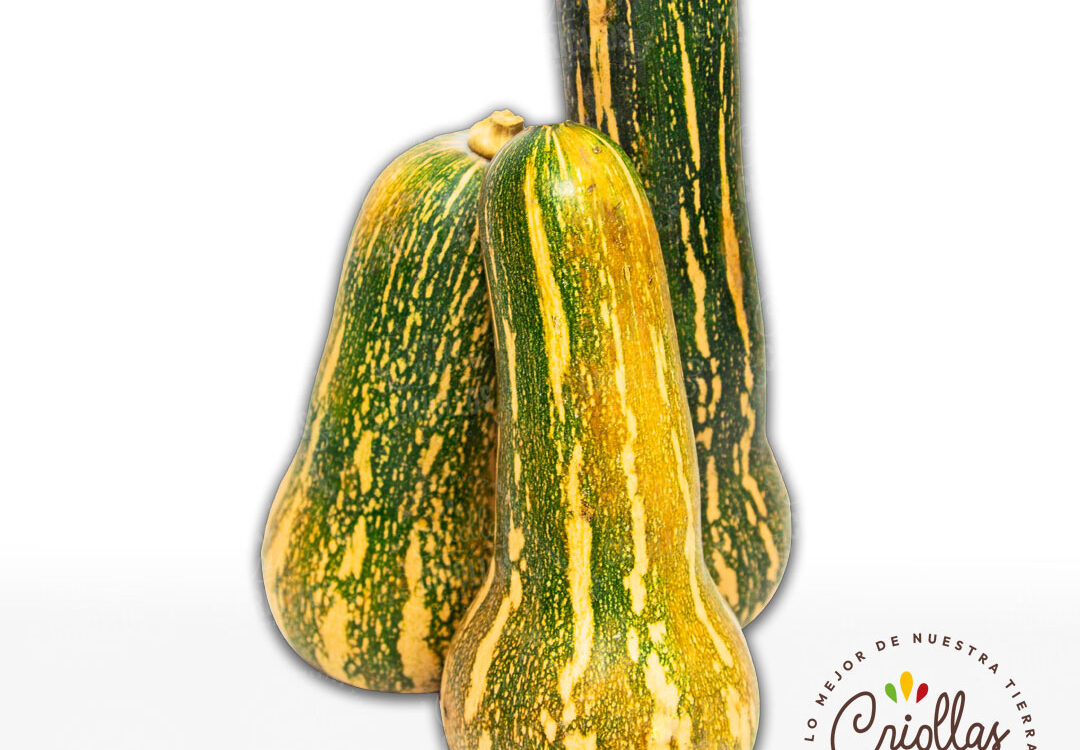 calabacin criollas y criollos 1080x750