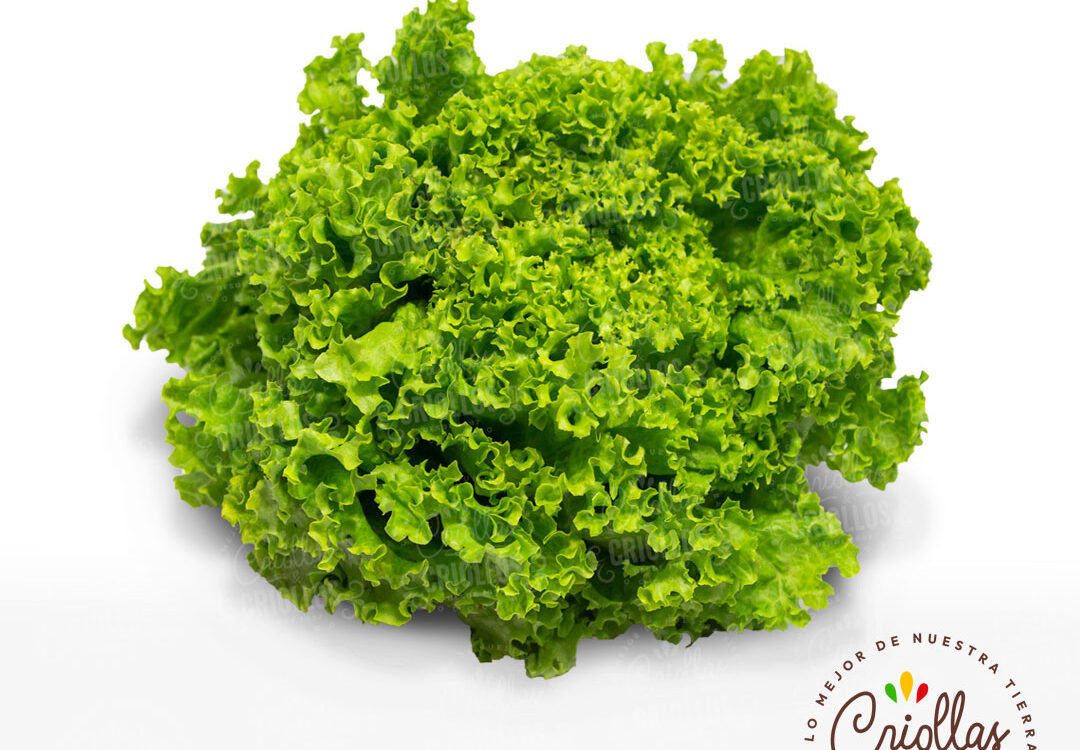 Lechuga Crespa Criollas Y Criollos 1080x750