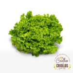 Lechuga