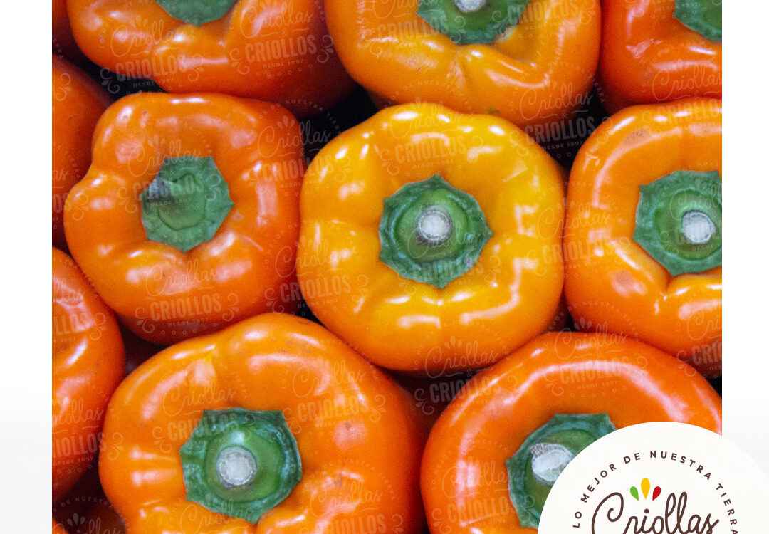 Pimenton amarillo criollas y criollos 1080x750