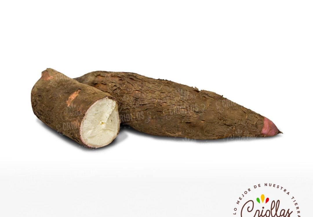 Yuca Criollas Y Criollos 1080x750