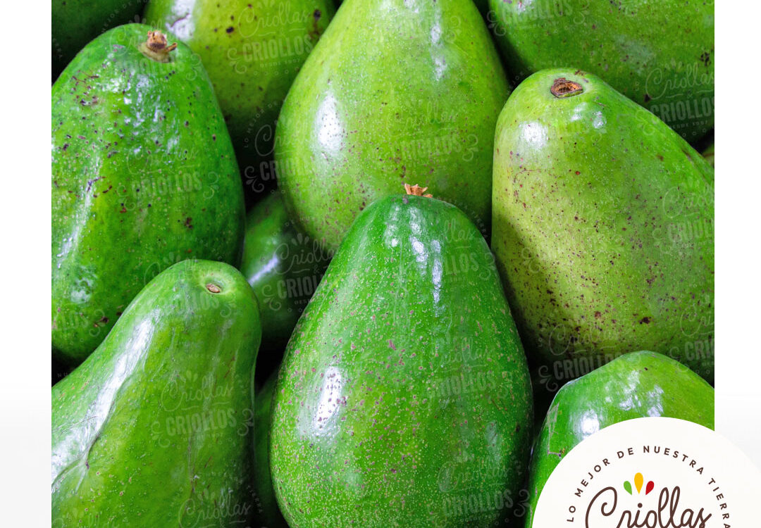 aguacate criollas y criollos 1080x750