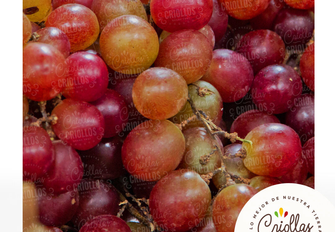 uva importada criollas y criollos 1080x750