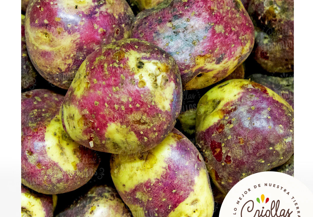 Papa pastusa criollas y criollos 1080x750