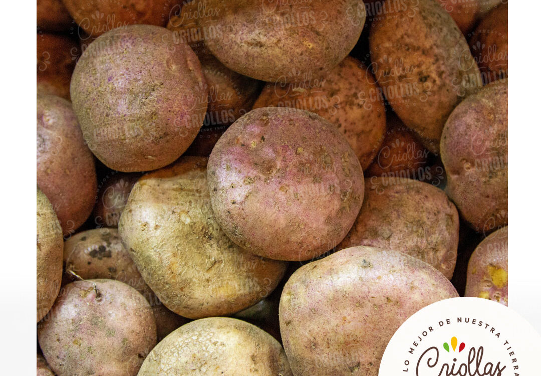 Papa Pastusa criollas y criollos 2 1080x750