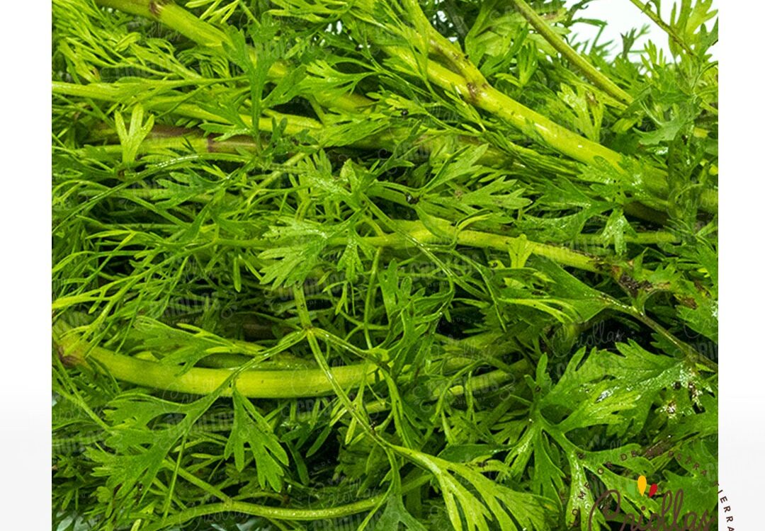 Cilantro 1080x750