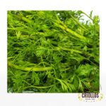 Cilantro