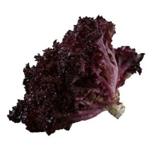 Lechuga Crespa Morada