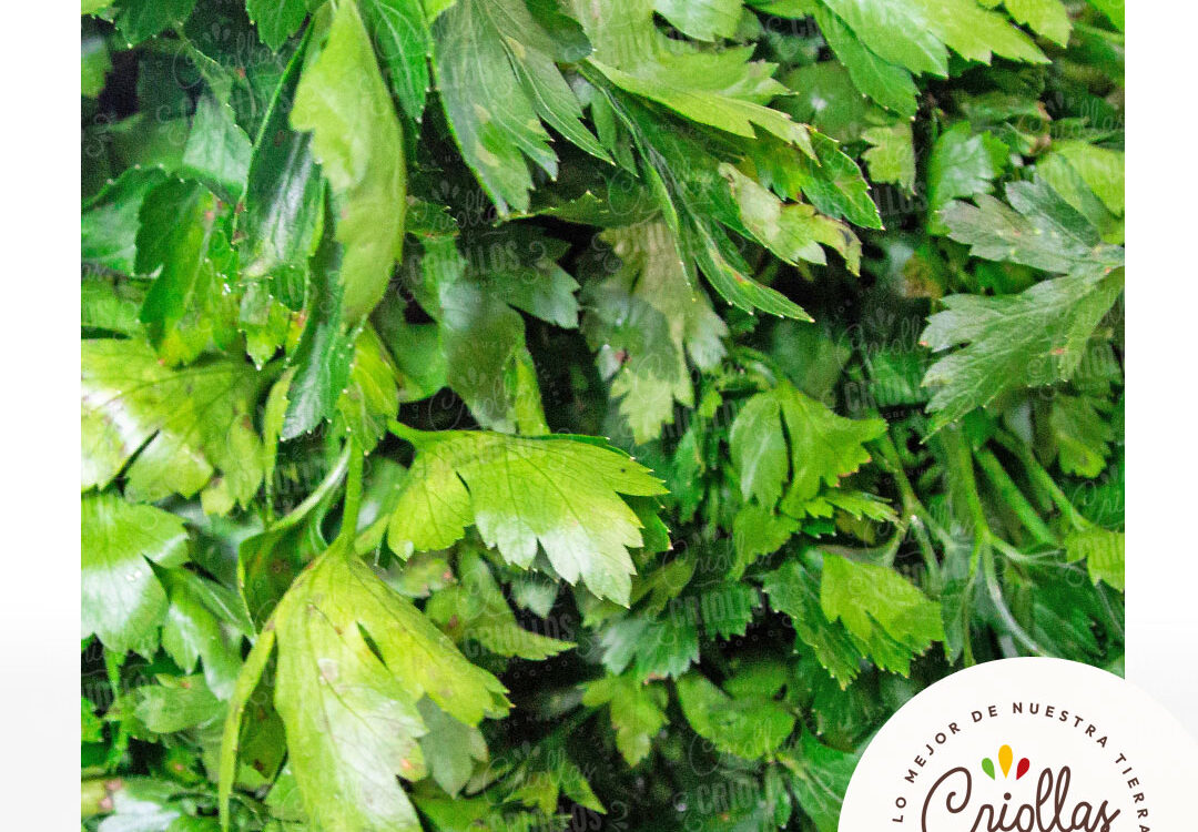 Perejil liso criollas y criollos 1080x750