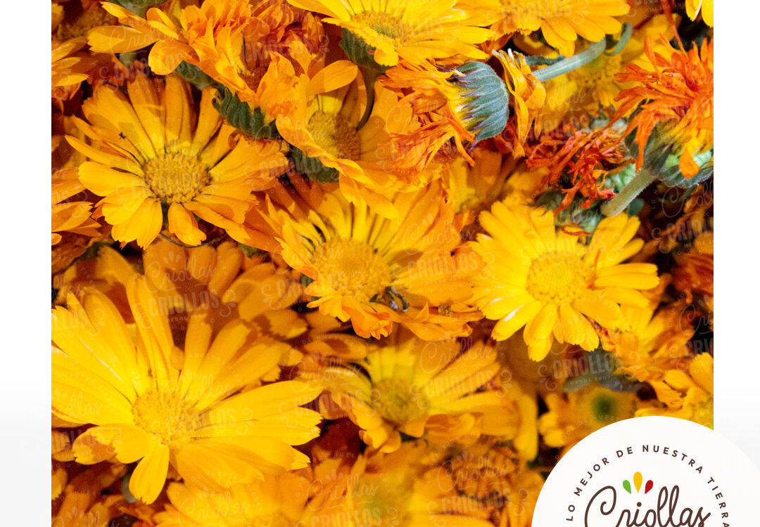 calendula criollas y criollos 1080x750